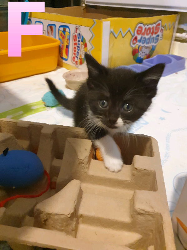 kittens for sale near me gumtree